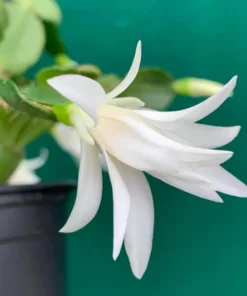 White Easter Cactus Live Plant - Rhipsalidopsis Gaertneri - Spring Bloom Succulent Starter Plant 5-7