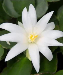 White Easter Cactus Live Plant - Rhipsalidopsis Gaertneri - Spring Bloom Succulent Starter Plant 5-7