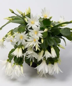 White Easter Cactus Live Plant - Rhipsalidopsis Gaertneri - Spring Bloom Succulent Starter Plant 5-7