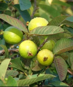 White Guava Live Plant - Sweet Tropical Fruit Tree Seedling, 4-8 Inch, 4 Inch Pot - Image 10