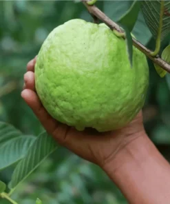 White Guava Live Plant - Sweet Tropical Fruit Tree Seedling, 4-8 Inch, 4 Inch Pot - Image 4