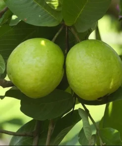 White Guava Live Plant - Sweet Tropical Fruit Tree Seedling, 4-8 Inch, 4 Inch Pot - Image 5