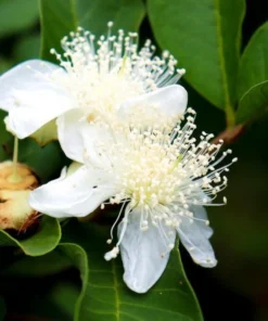 White Guava Live Plant - Sweet Tropical Fruit Tree Seedling, 4-8 Inch, 4 Inch Pot - Image 6