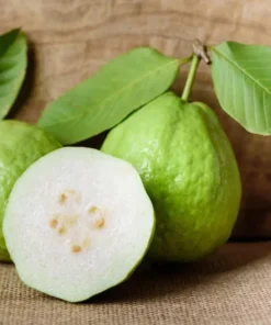 White Guava Live Plant - Sweet Tropical Fruit Tree Seedling, 4-8 Inch, 4 Inch Pot - Image 7