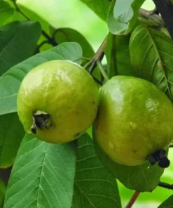 White Guava Live Plant - Sweet Tropical Fruit Tree Seedling, 4-8 Inch, 4 Inch Pot - Image 8