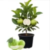 White Guava Live Plant - Sweet Tropical Fruit Tree Seedling, 4-8 Inch, 4 Inch Pot - Image 1