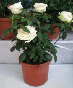 White Hybrid Tea Rose Bush Live Plant - Fragrant, Big Blooms, 5-8