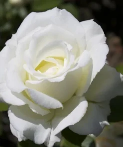 White Hybrid Tea Rose Bush Live Plant - Fragrant, Big Blooms, 5-8