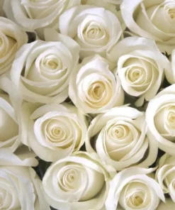 White Hybrid Tea Rose Bush Live Plant - Fragrant, Big Blooms, 5-8