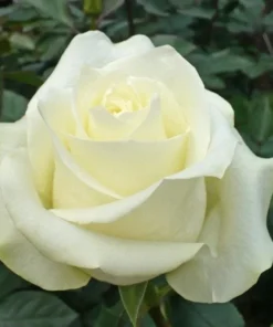 White Hybrid Tea Rose Bush Live Plant - Fragrant, Big Blooms, 5-8