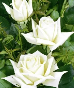 White Hybrid Tea Rose Bush Live Plant - Fragrant, Big Blooms, 5-8
