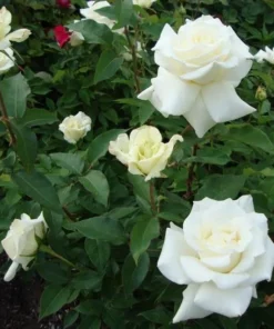 White Hybrid Tea Rose Bush Live Plant - Fragrant, Big Blooms, 5-8