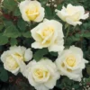 White Hybrid Tea Rose Bush Live Plant - Fragrant, Big Blooms, 5-8" Tall - Image 1