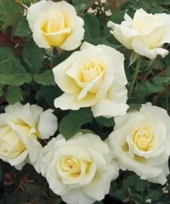 White Hybrid Tea Rose Bush Live Plant - Fragrant, Big Blooms, 5-8" Tall - Image 1