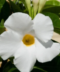 White Mandevilla Live Plant – Tropical Flowering Vine, 5-9 Inch Tall - Image 2