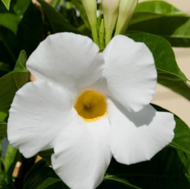 White Mandevilla Live Plant – Tropical Flowering Vine, 5-9 Inch Tall - Image 2