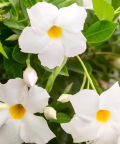 White Mandevilla Live Plant – Tropical Flowering Vine, 5-9 Inch Tall - Image 3