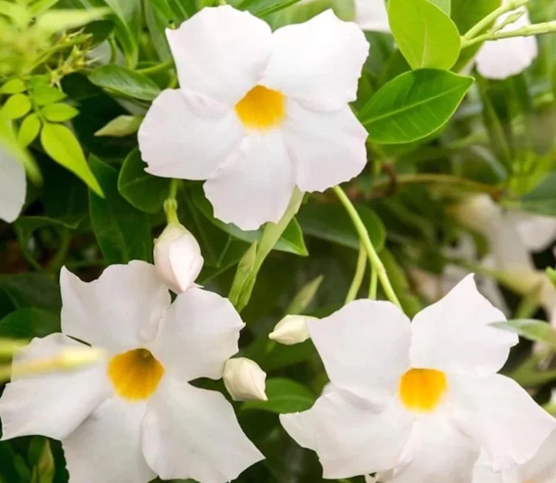 White Mandevilla Live Plant – Tropical Flowering Vine, 5-9 Inch Tall - Image 3