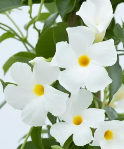 White Mandevilla Live Plant – Tropical Flowering Vine, 5-9 Inch Tall - Image 4