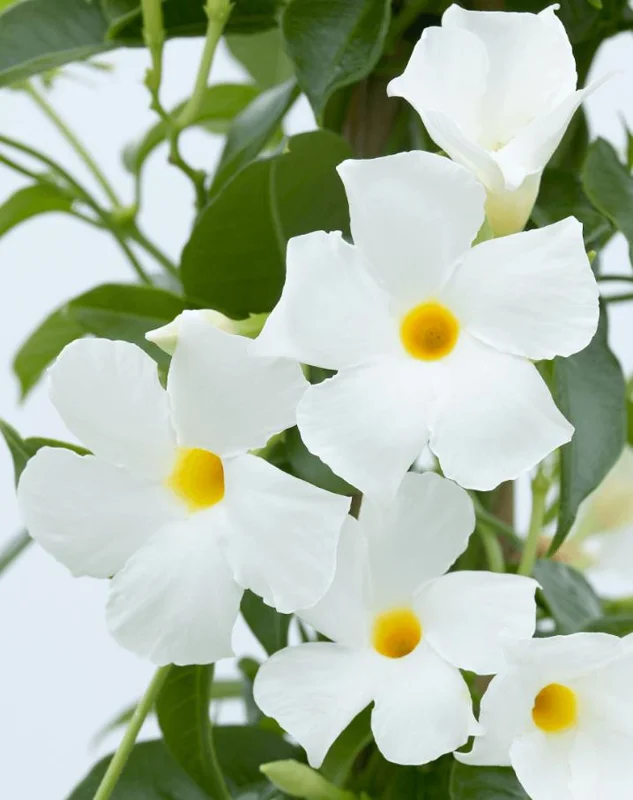 White Mandevilla Live Plant – Tropical Flowering Vine, 5-9 Inch Tall - Image 4