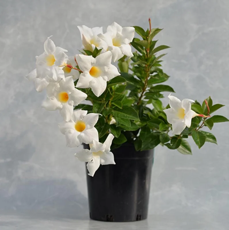 White Mandevilla Live Plant – Tropical Flowering Vine, 5-9 Inch Tall - Image 5