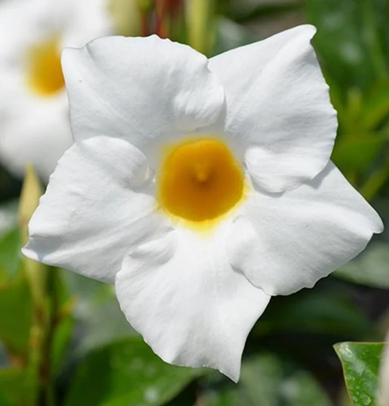 White Mandevilla Live Plant – Tropical Flowering Vine, 5-9 Inch Tall - Image 6
