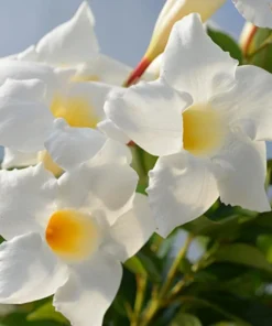 White Mandevilla Live Plant – Tropical Flowering Vine, 5-9 Inch Tall - Image 1