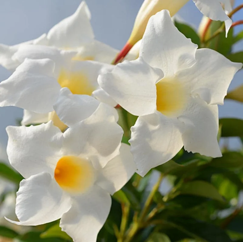 White Mandevilla Live Plant – Tropical Flowering Vine, 5-9 Inch Tall - Image 1
