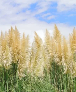White Pampas Grass Live Plants - Set of 2 Starter Ornamental Grasses, 5-9 Inch Tall - Image 2