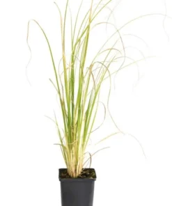White Pampas Grass Live Plants - Set of 2 Starter Ornamental Grasses, 5-9 Inch Tall - Image 5