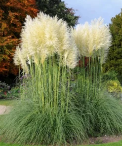 White Pampas Grass Live Plants - Set of 2 Starter Ornamental Grasses, 5-9 Inch Tall - Image 6