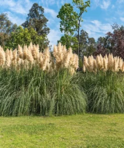 White Pampas Grass Live Plants - Set of 2 Starter Ornamental Grasses, 5-9 Inch Tall - Image 7