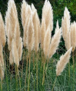 White Pampas Grass Live Plants - Set of 2 Starter Ornamental Grasses, 5-9 Inch Tall - Image 8
