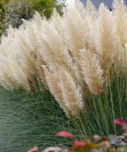White Pampas Grass Live Plants - Set of 2 Starter Ornamental Grasses, 5-9 Inch Tall - Image 1