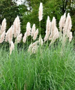 White Pampas Grass Plant Cortaderia Selloana Starter Plant 5-9 Inch Tall Perennial Ornamental Grass - Image 4