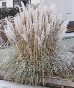 White Pampas Grass Plant Cortaderia Selloana Starter Plant 5-9 Inch Tall Perennial Ornamental Grass - Image 9