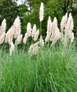 White Pampas Grass Plant Cortaderia Selloana Starter Plant 5-9 Inch Tall Perennial Ornamental Grass - Image 1