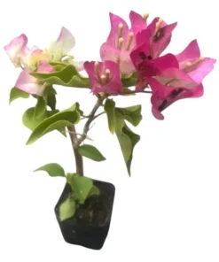 White Pink Bougainvillea Live Plant – 4 Inch Pot Starter for Outdoor Garden - Image 10