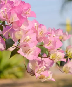 White Pink Bougainvillea Live Plant – 4 Inch Pot Starter for Outdoor Garden - Image 2