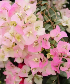 White Pink Bougainvillea Live Plant – 4 Inch Pot Starter for Outdoor Garden - Image 3