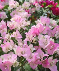 White Pink Bougainvillea Live Plant – 4 Inch Pot Starter for Outdoor Garden - Image 4