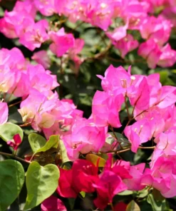 White Pink Bougainvillea Live Plant – 4 Inch Pot Starter for Outdoor Garden - Image 1