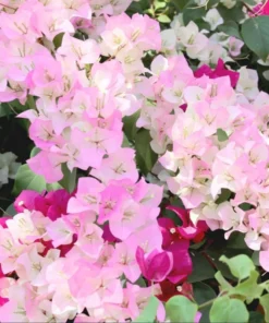 White Pink Bougainvillea Live Plant – 4 Inch Pot Starter for Outdoor Garden - Image 6