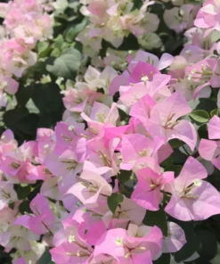 White Pink Bougainvillea Live Plant – 4 Inch Pot Starter for Outdoor Garden - Image 8
