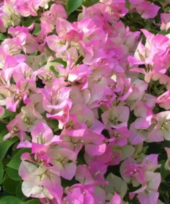 White Pink Bougainvillea Live Plant – 4 Inch Pot Starter for Outdoor Garden - Image 9