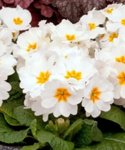 White Primrose Live Plant - Primula Vulgaris Starter Plant - 4 Inch Pot - Outdoor Flower - Image 3