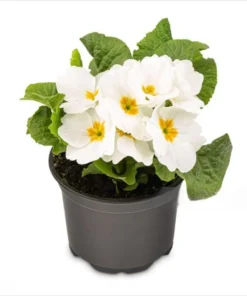 White Primrose Live Plant - Primula Vulgaris Starter Plant - 4 Inch Pot - Outdoor Flower - Image 4