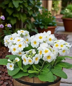 White Primrose Live Plant - Primula Vulgaris Starter Plant - 4 Inch Pot - Outdoor Flower - Image 5