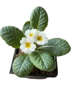 White Primrose Live Plant - Primula Vulgaris Starter Plant - 4 Inch Pot - Outdoor Flower - Image 9