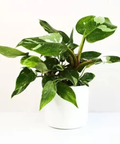 White Princess Philodendron Live Plant - Variegated Houseplant, 5-8 Inch Tall - Image 2